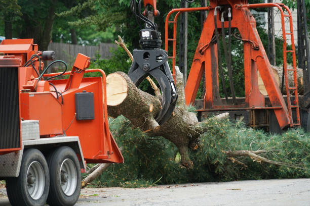 Best Tree Root Removal  in Belmond, IA